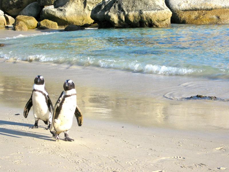 image of Boulders Beach, South Africa