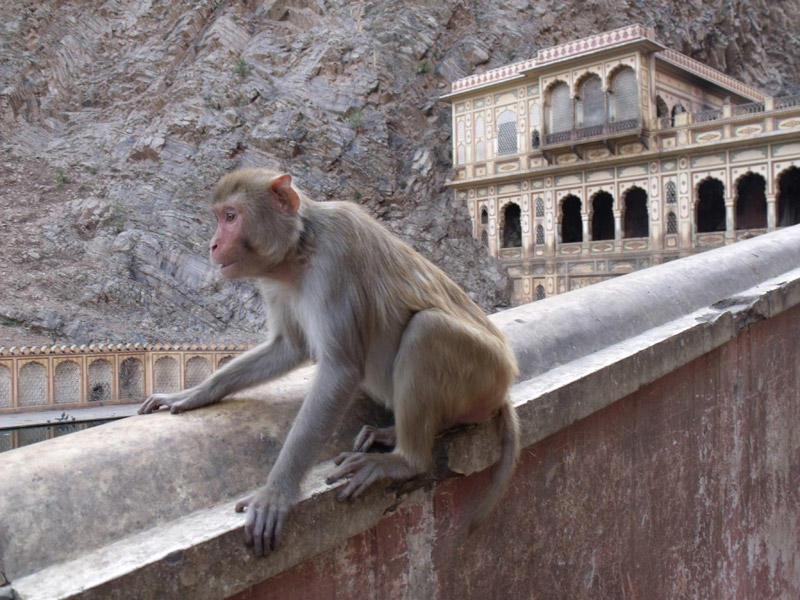 image of Jaipur, India