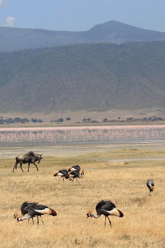 Image of Ngorongoro, Tanzania