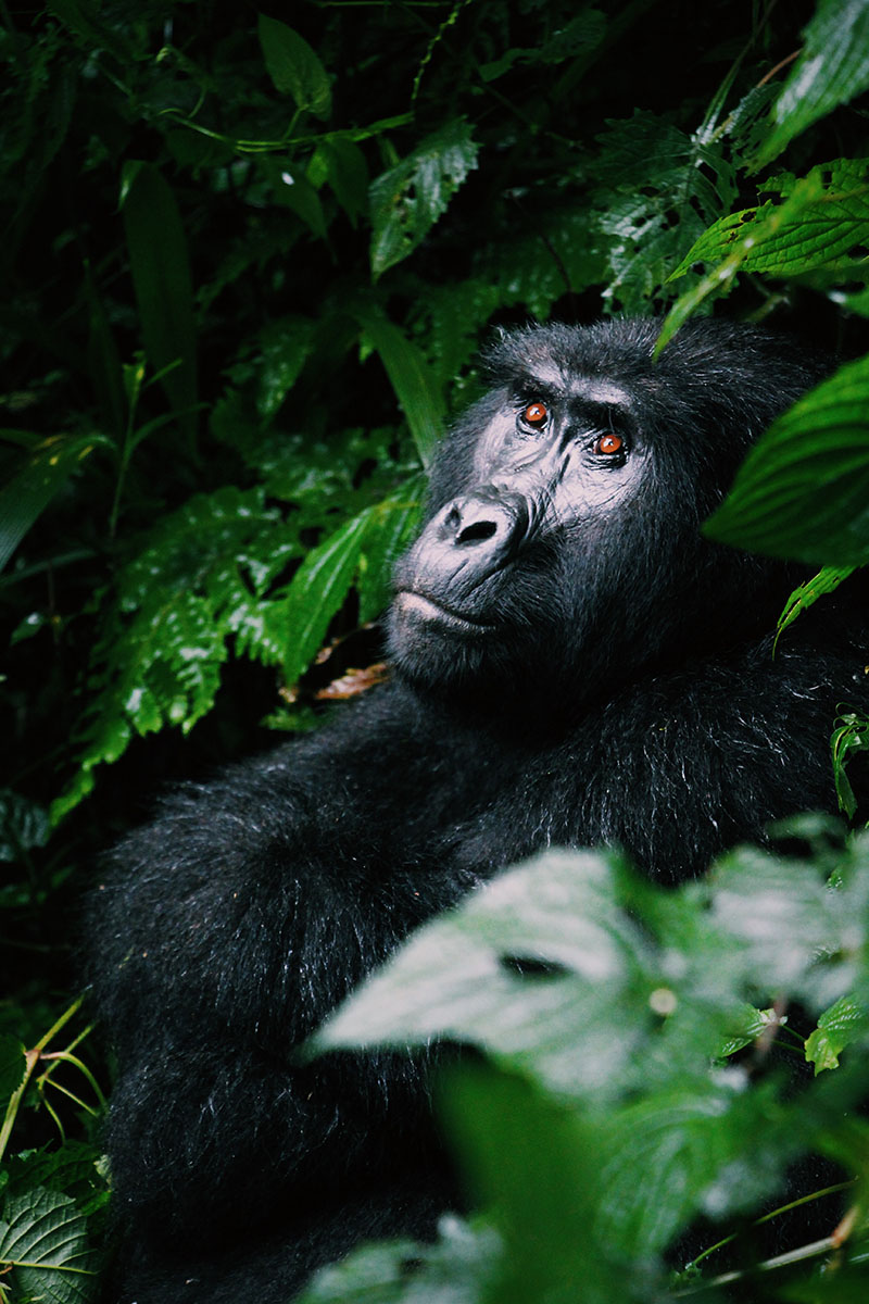 image of Uganda