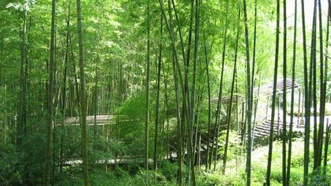 Bamboo Forest