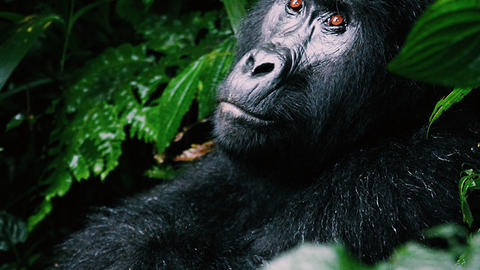 image of Uganda