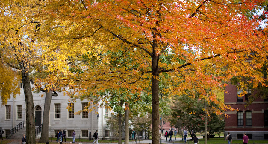 harvard yard, fall trees turning bright orange