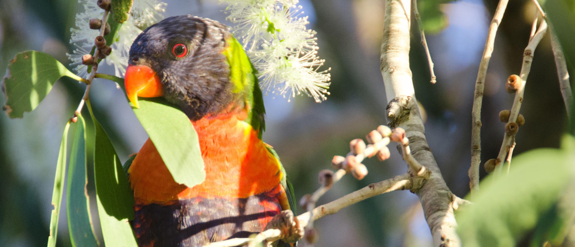 australia photo parrot